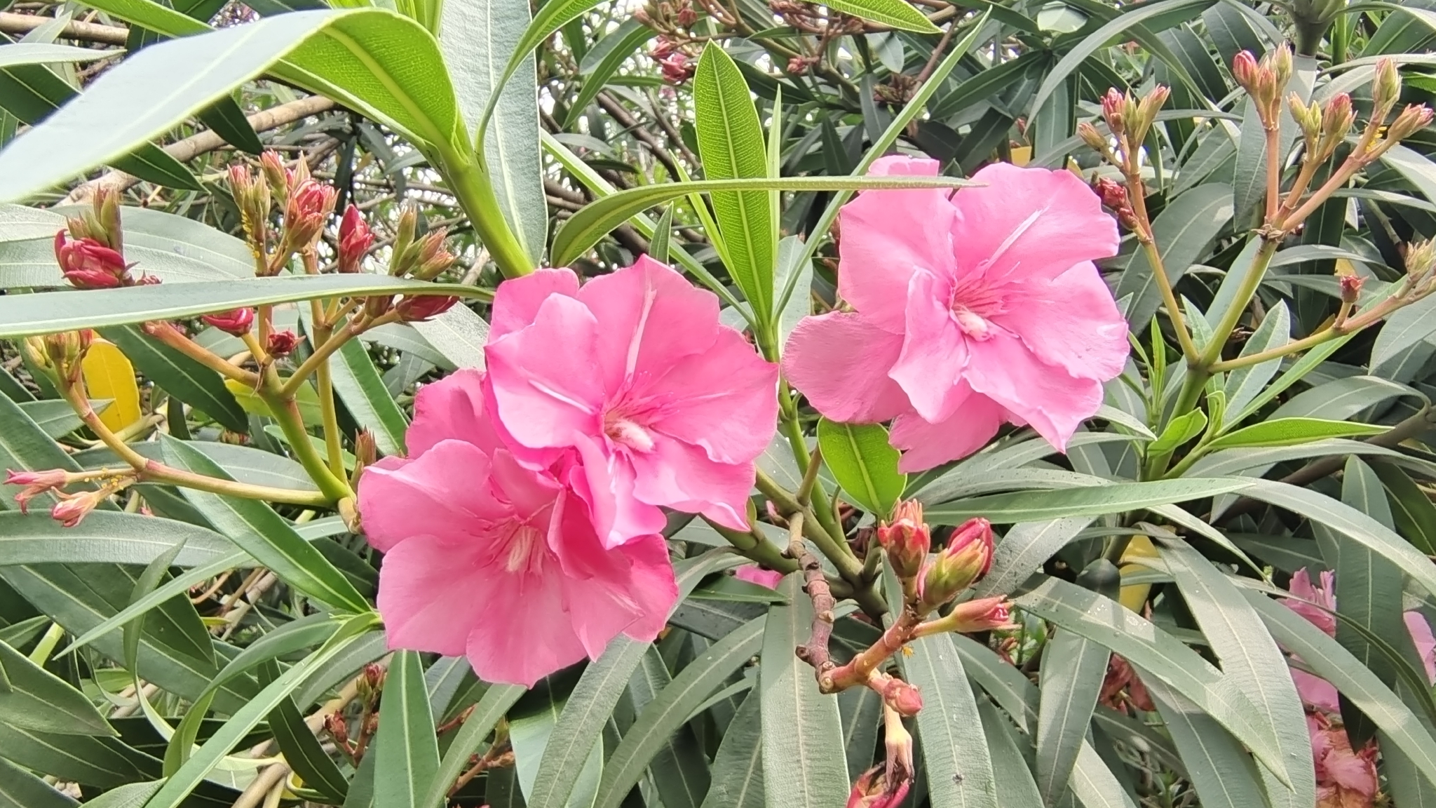 美丽吉安之赏花系列:红花夹竹桃花开满枝头_高清图集_新浪网