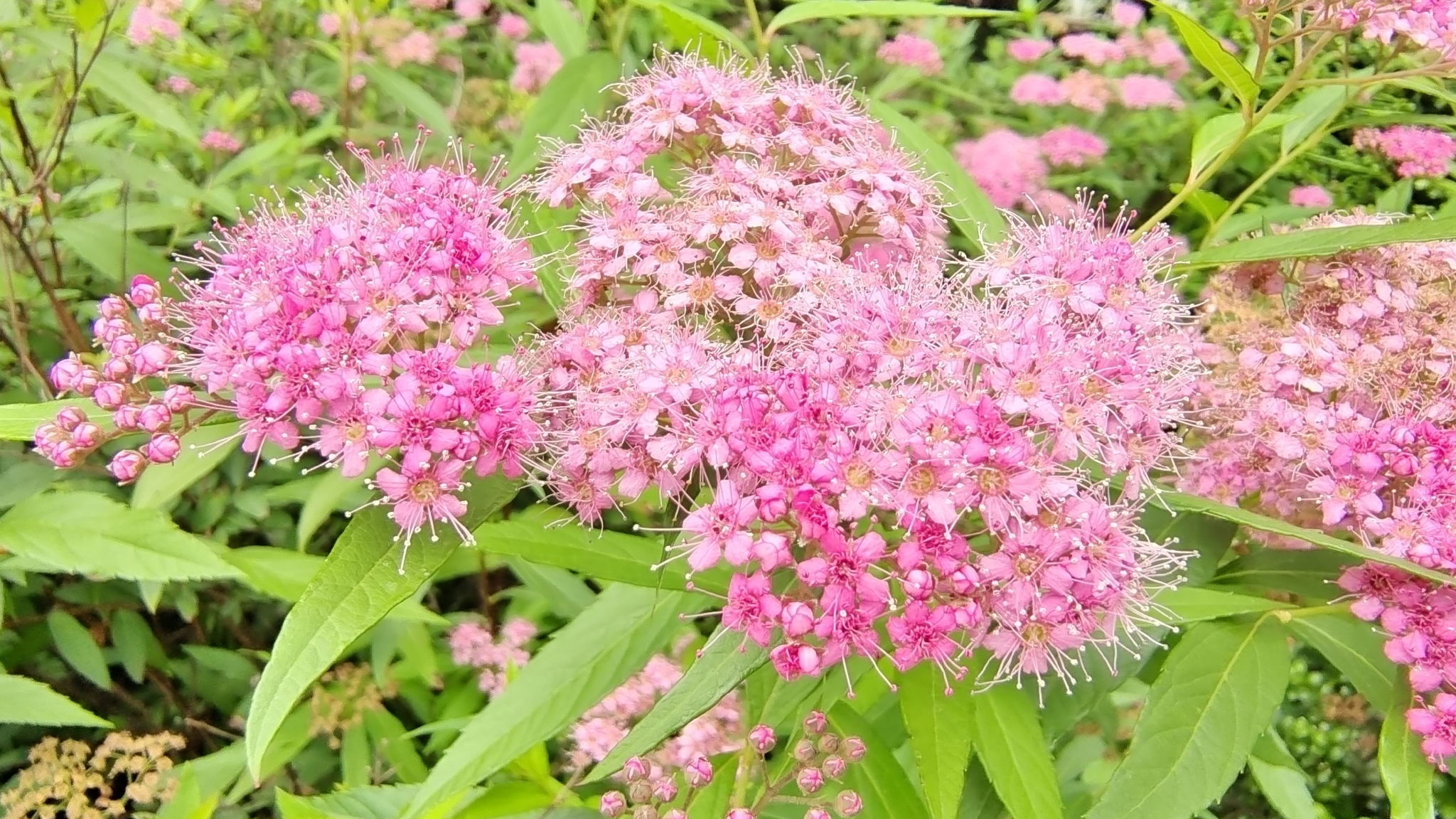 吉安随拍:花花草草之粉花绣线菊
