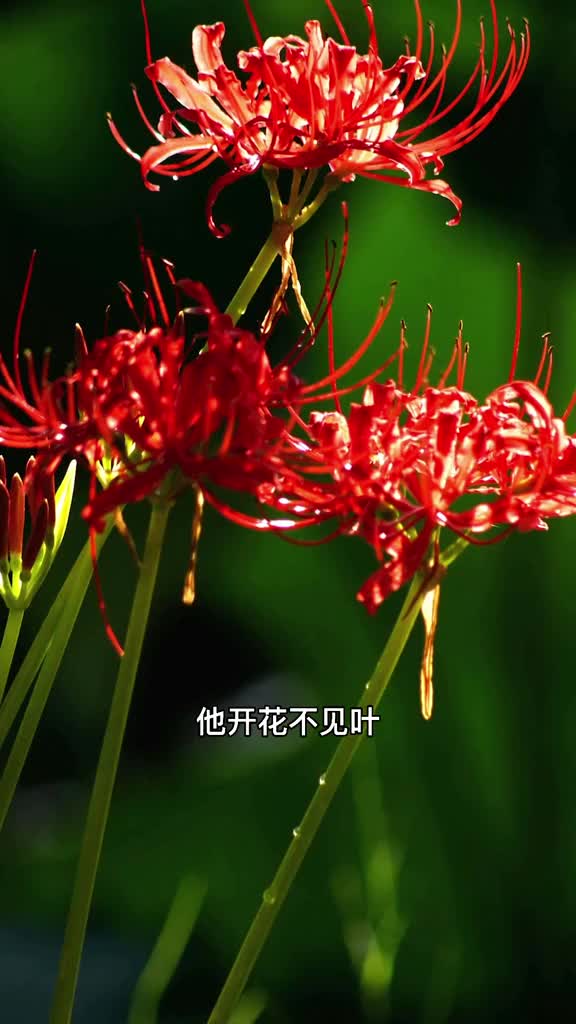 悲伤之花彼岸花花叶永不相见但开花时超美颜色