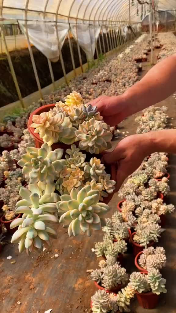 大盆美杏锦整桩可悬崖造型的美杏锦她来咯哦多肉