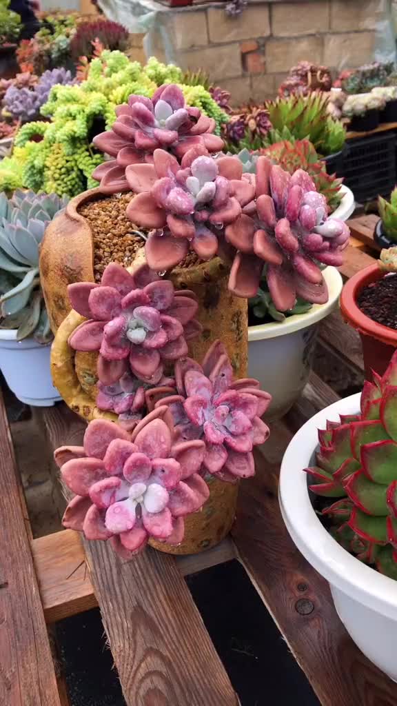 已经嫁出去的菇凉桃霜多肉植物露养多肉