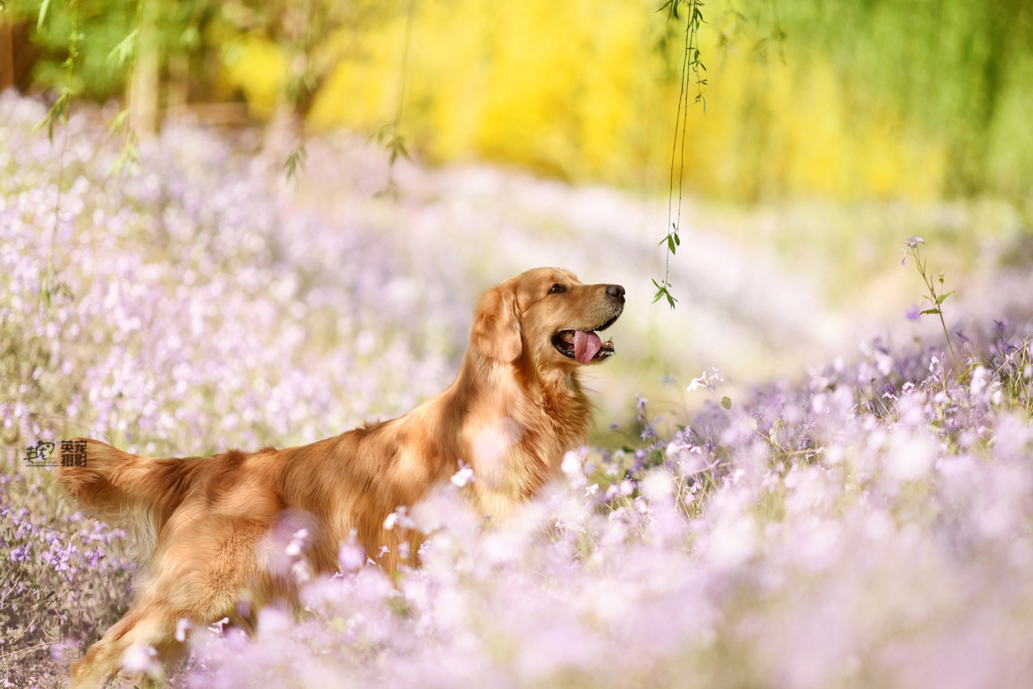 大金毛跟花海是真的配真的配,特别配太好看了啊!