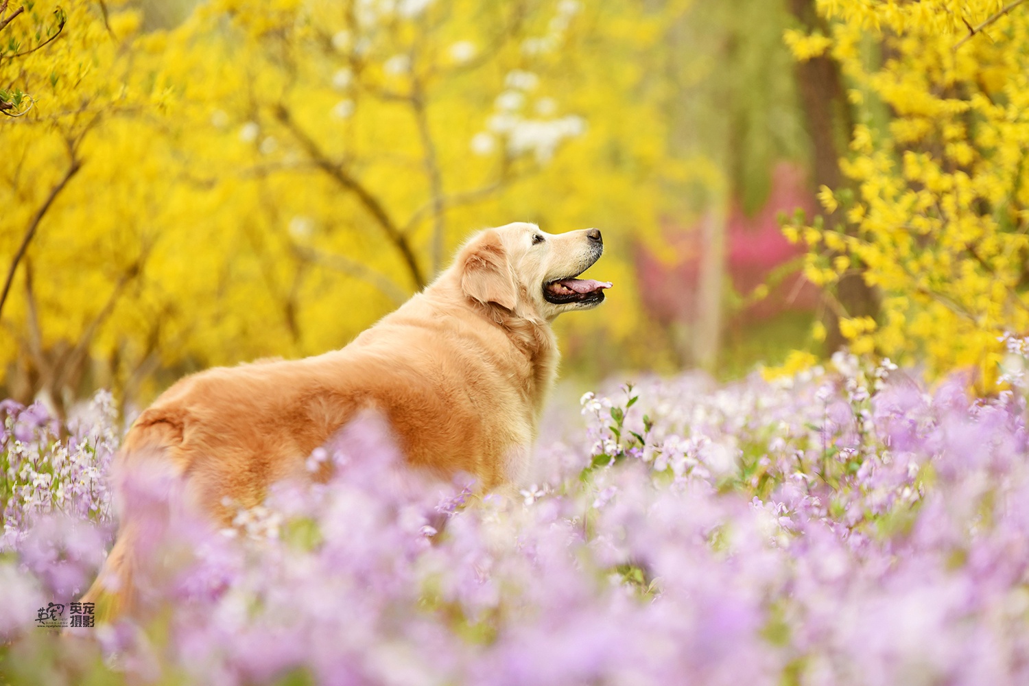 就是会很喜欢看金毛闭着眼睛笑的样子,很温暖,很幸福_高清图集_新浪网