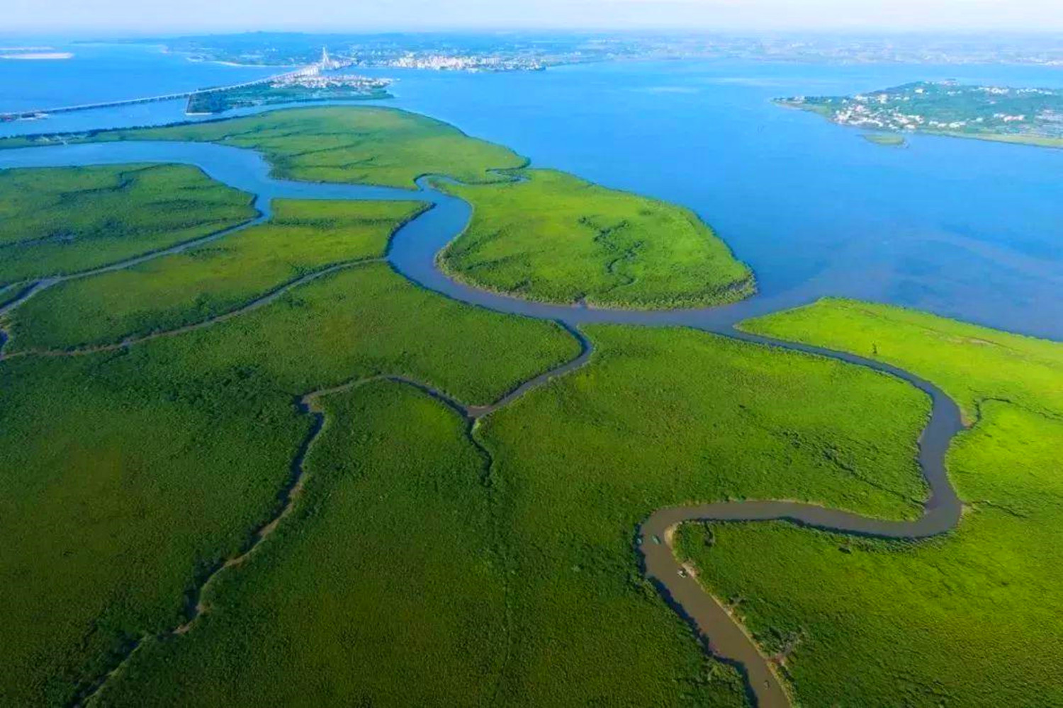 海口市有一处"海上森林",是国内第一个国家级红树林