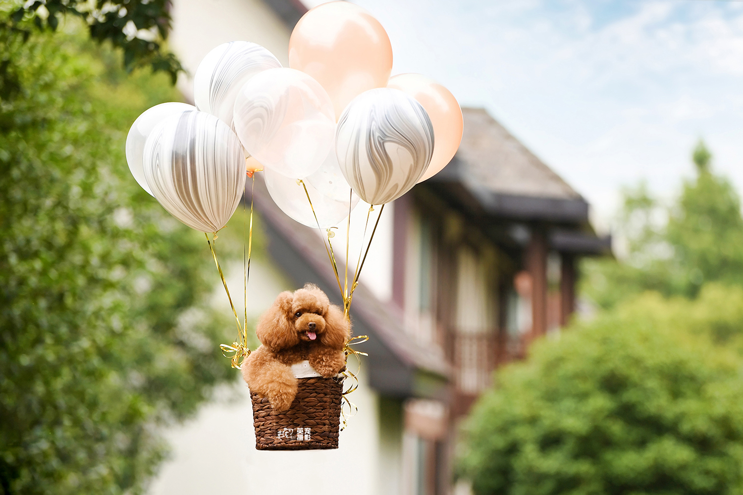 好多伙伴都喜欢这个飘起来的气球吧～～_高清图集_新浪网