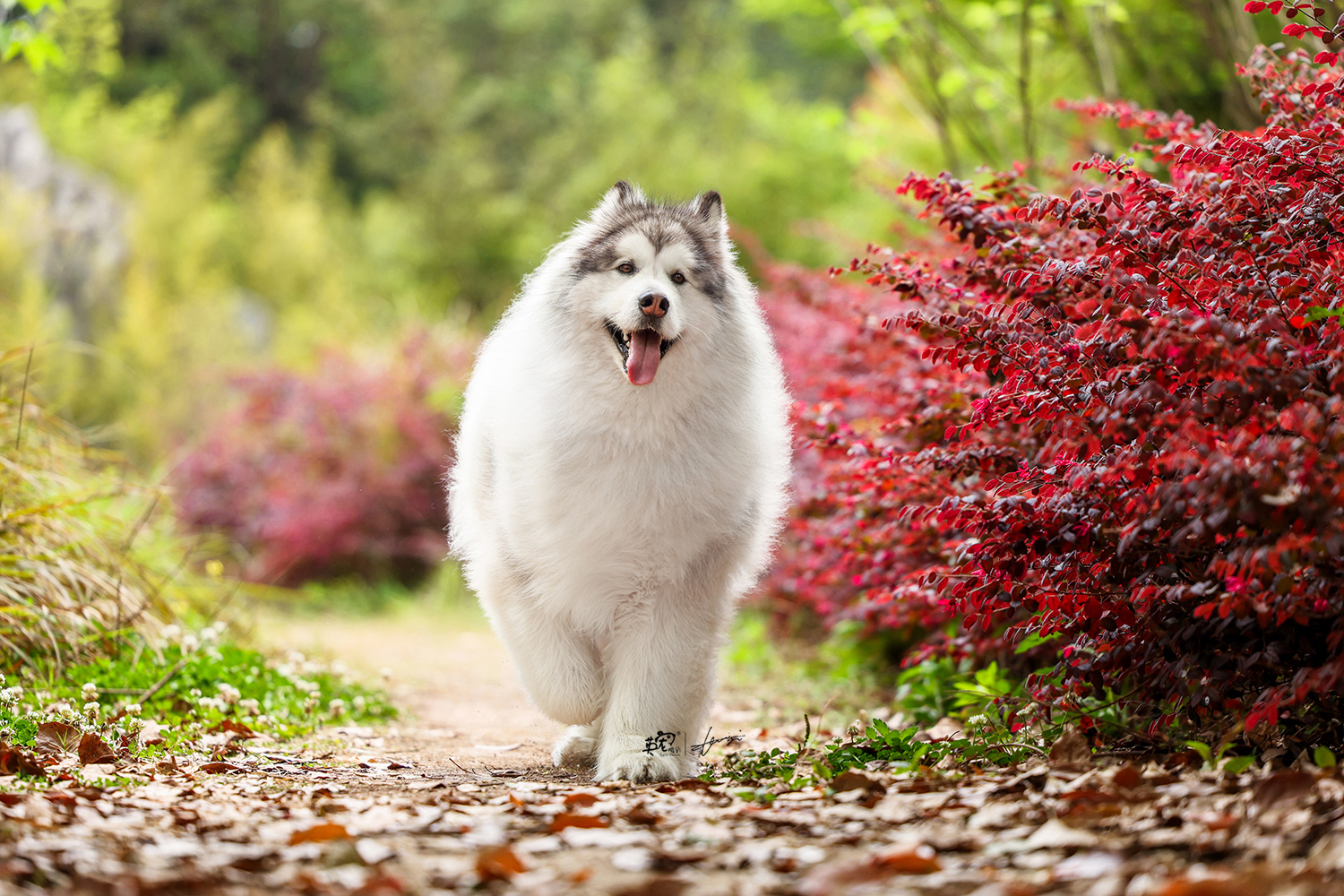 一只叫壮壮的阿拉斯加咱就是说哈,汪如其名,真的好壮