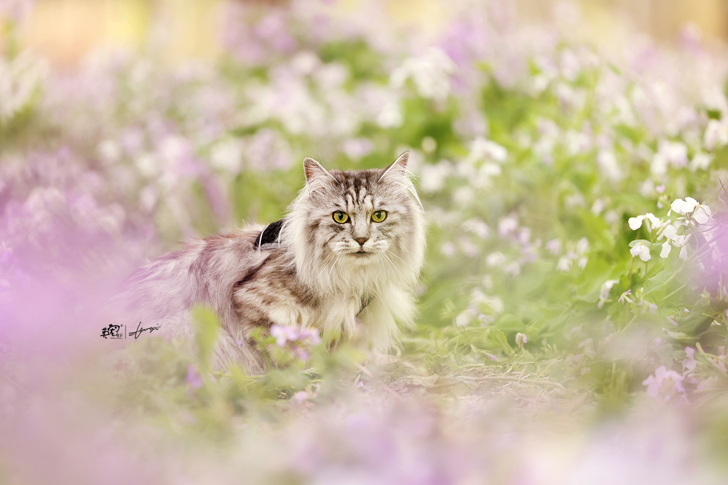 喵呜可爱在花海里