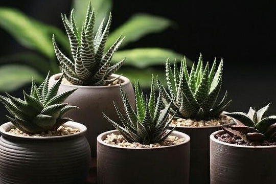 为什么硬叶十二卷类多肉植物一晒太阳叶片就变黑了 为什么硬叶十二卷类多肉植物一晒太阳叶片就变黑了