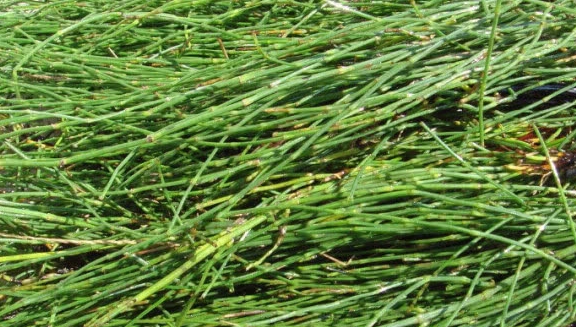 一种野草人称节节木贼它价值珍贵若遇见还请一定珍惜