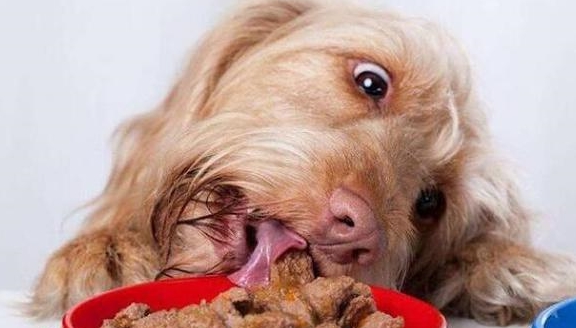 狗粮里含有丰富的维生素,营养全面偶尔配合点鸡肝,鸡肉,牛肉干能提高