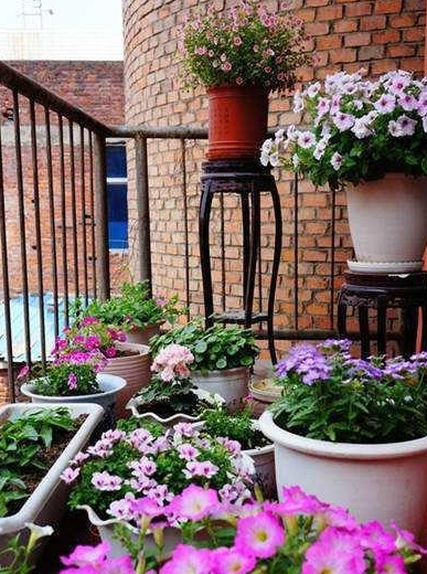 夏季养花浇水需谨慎牢记这3点不黄叶不烂根度夏无忧