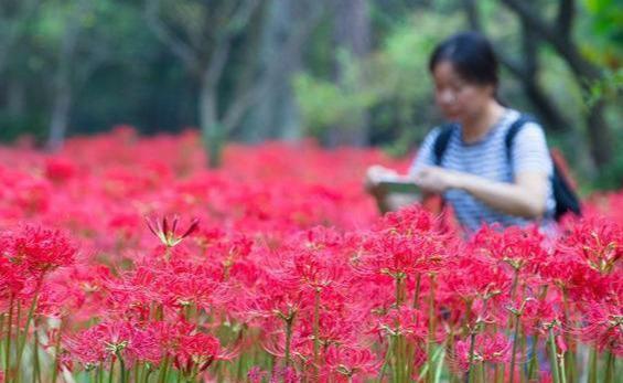 一种花真可怜 纵有 绝世容颜 却没人敢欣赏 被名字耽误一生