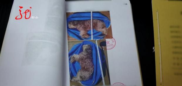 牡丹江一小区11只宠物犬相继被毒死，凶手竟是小区保安，已被判刑休闲区蓝鸢梦想 - Www.slyday.coM