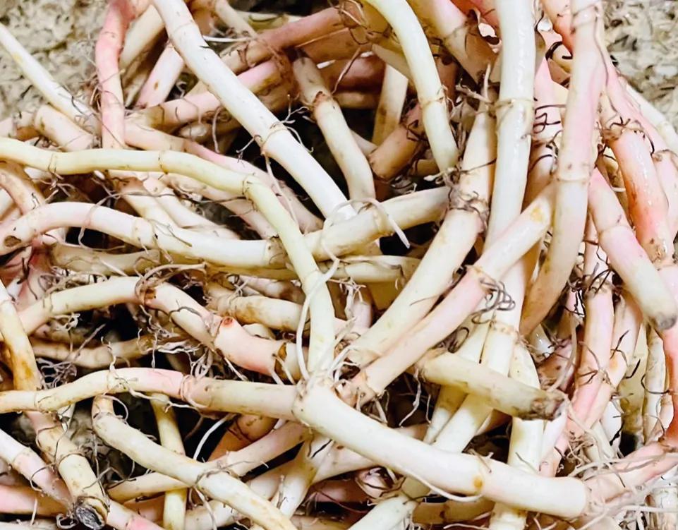 折耳根,今天你吃了没?休闲区蓝鸢梦想 - Www.slyday.coM 折耳根,今天你吃了没?休闲区蓝鸢梦想 - Www.slyday.coM