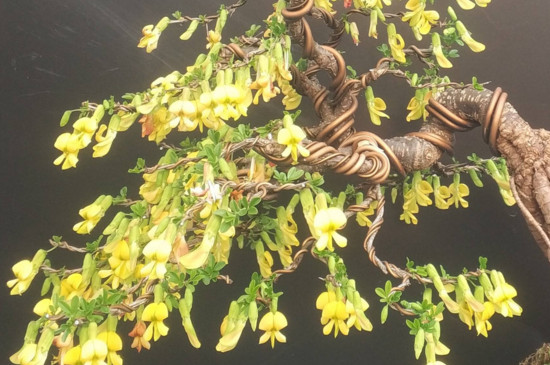 考拉园艺网带你了解金雀盆景的修剪教程