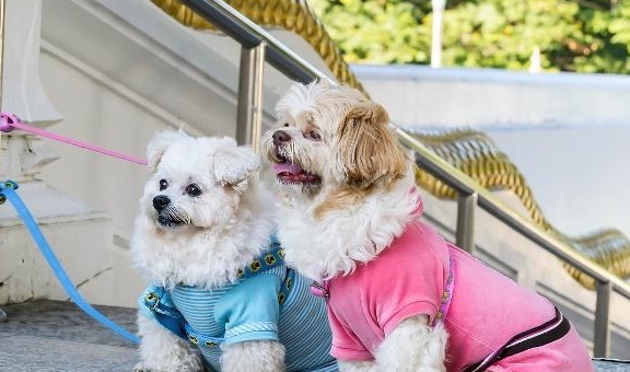 对比寿命长和寿命短的犬种 看看它们之间的差别是什么 长和 犬种 寿命 新浪新闻