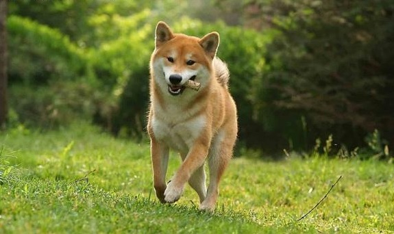 柴犬,总是悠闲自得的样子,微微一笑很倾城,你见到一定会喜欢