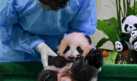 大熊猫生宝宝如此任性,网友安慰饲养员:除了宠着还能怎么办?