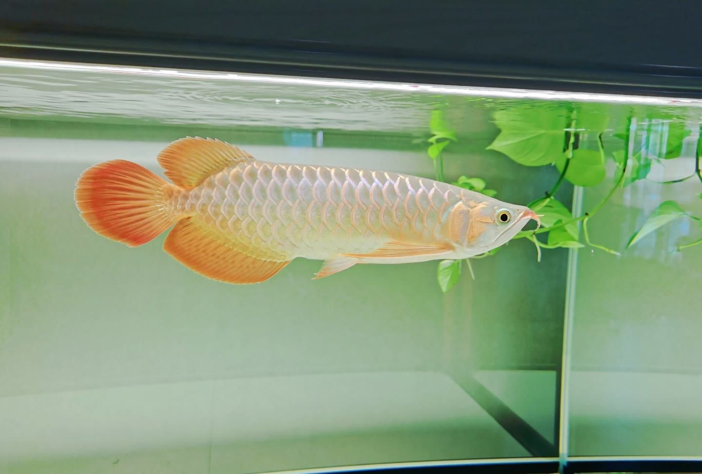 灯光下红龙鱼的变化,每一张都是那么的美_高清图集_新浪网