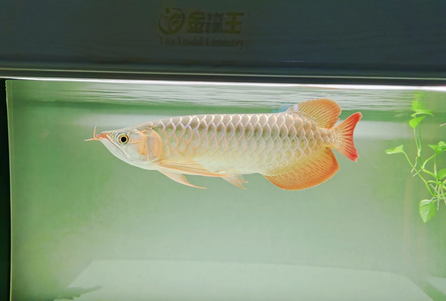 灯光下红龙鱼的变化,每一张都是那么的美