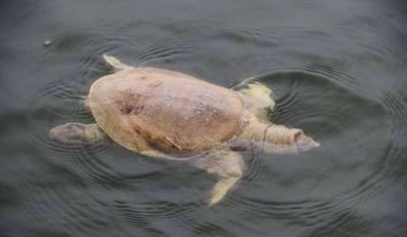 “金龟婿”是什么意思?高中女生正确答出,被网友怒批:她不该懂休闲区蓝鸢梦想 - Www.slyday.coM “金龟婿”是什么意思?高中女生正确答出,被网友怒批:她不该懂休闲区蓝鸢梦想 - Www.slyday.coM