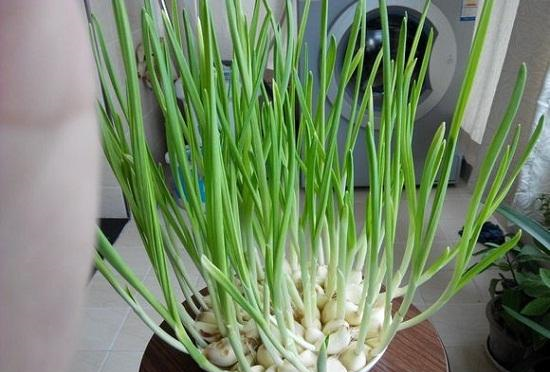 水培的大蒜需不需要施肥?取决于想让它长多久休闲区蓝鸢梦想 - Www.slyday.coM 水培的大蒜需不需要施肥?取决于想让它长多久休闲区蓝鸢梦想 - Www.slyday.coM