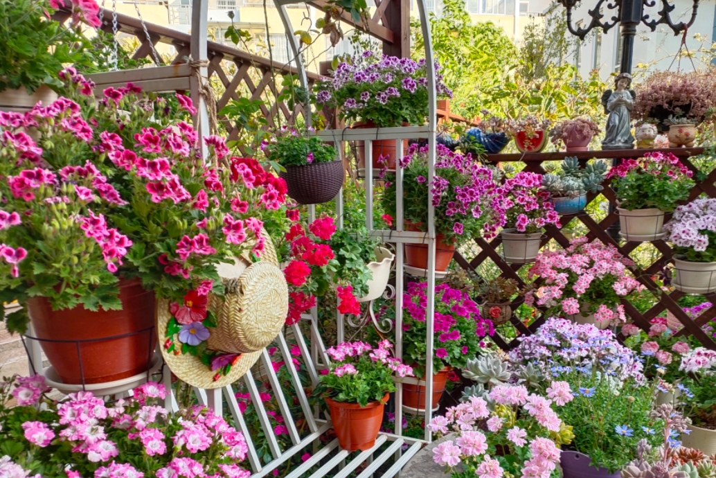 她在小院子里,养了好几百盆草花,花团锦簇真养眼!