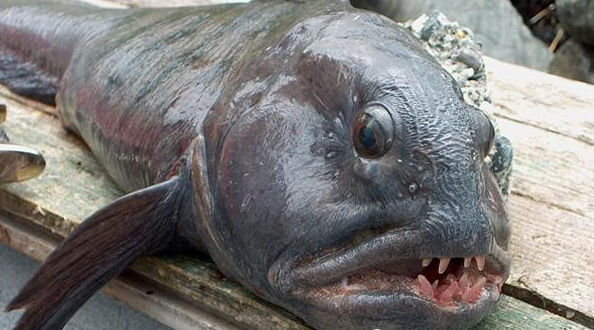 男子潜水捕鱼收获到一条丑陋怪鱼,满嘴獠牙真吓人