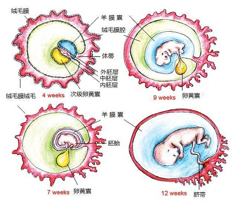 孕囊多大后出现卵黄囊一般孕囊直径大于10mm就可以看到卵黄囊及胚芽