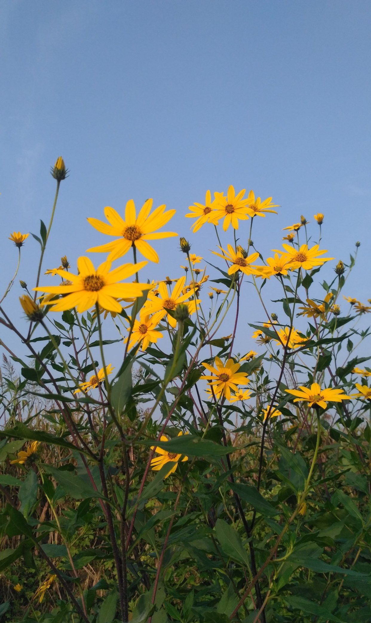 图集 秋天 金黄色的菊芋花美美哒 诗情画意天地间