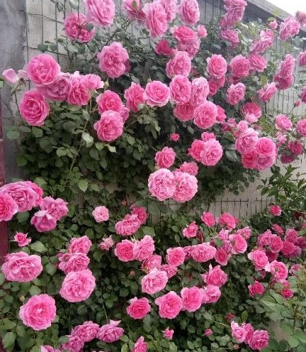藤本月季花长的越大 开花却越少 快看看你是不是踩了同样的坑 花柱 月季 藤本月季 新浪新闻