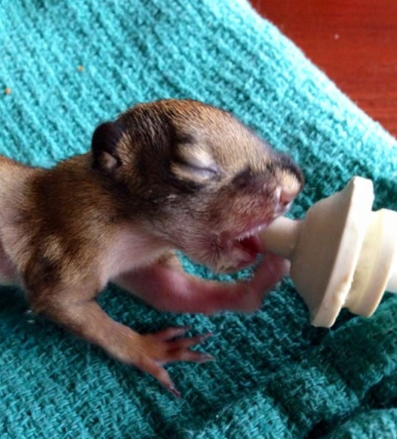 女子在树下捡回一只刚出生的小老鼠,悉心照料后令人惊喜不已