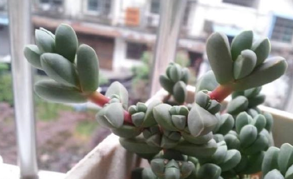 好养又有趣 开花都好看 谜之相似的番杏科 多肉三胞胎 番杏科 白凤菊 鹿角 新浪新闻 好养又有趣 开花都好看 谜之相似的番杏科 多肉三胞胎 番杏科 白凤菊 鹿角 新浪新闻