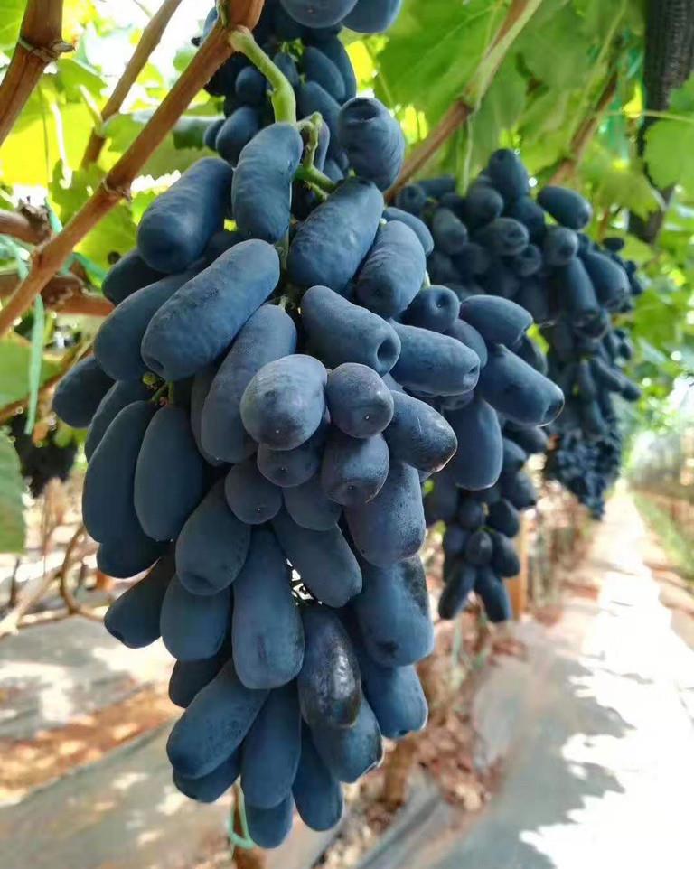 蓝宝石葡萄种植技术(蓝宝石葡萄种植技术与管理) - 123植物网