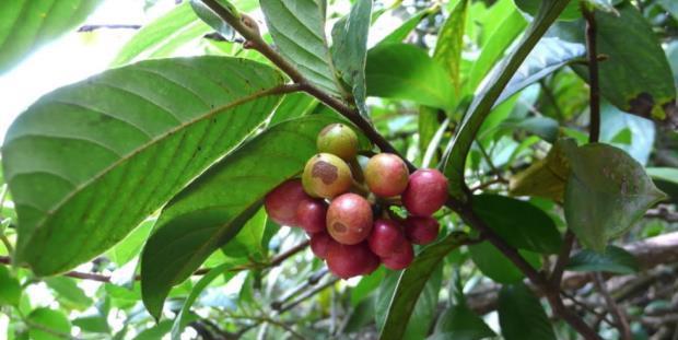 荒野维生野菜系列酒饼婆