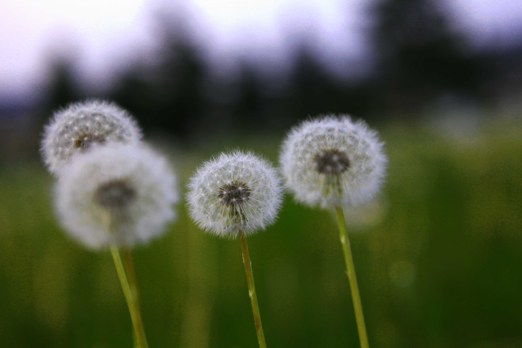 长粉刺了?来一碗蒲公英粥