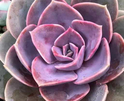 多肉紫珍珠养殖方法5点小技巧叶片上色快一周就能变粉色