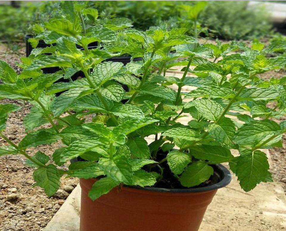 美观又能食用香草植物,注意几点,生长旺盛!