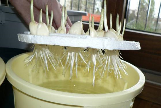 水培的大蒜需不需要施肥?取决于想让它长多久休闲区蓝鸢梦想 - Www.slyday.coM 水培的大蒜需不需要施肥?取决于想让它长多久休闲区蓝鸢梦想 - Www.slyday.coM