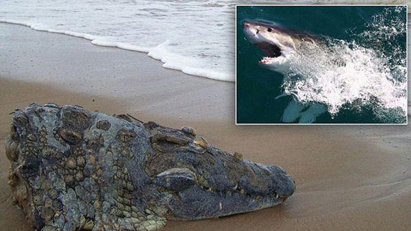 前面有块奇怪的石头,走进一看顿时吓坏了|鳄鱼|女子|鲨鱼齿_新浪新闻