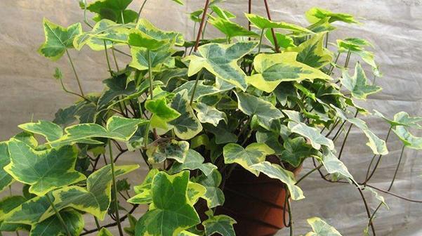 卫生间环境潮湿阴暗该怎么养花盆栽此3款没烦恼