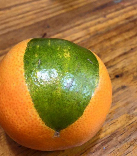 绿色橘子恐怖图片