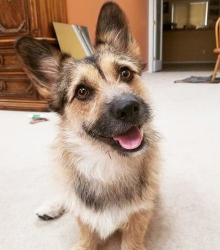 与凯恩梗一混血就越长出了非常像德牧的脸,所以老被人误认为是德基!