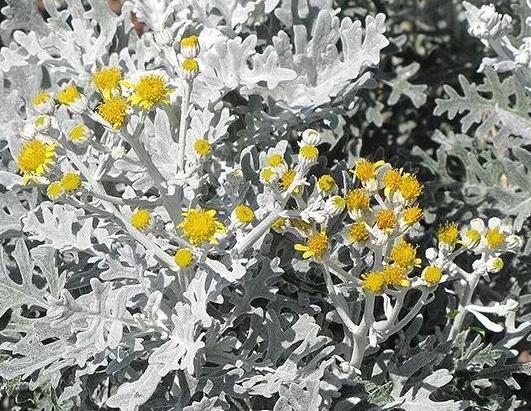 此花色彩鲜艳 景观效果佳 简单处理制成切花 2个月不枯萎 此花色彩鲜艳 景观效果佳 简单处理制成切花 2个月不枯萎