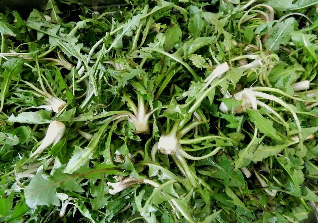 东北农村常吃的6大野菜炒着吃蘸酱吃农村孩子都吃过