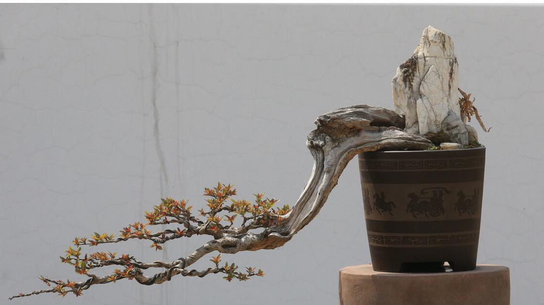 那盆景盘扎需要注意什么?1,如何确定攀扎的时间?