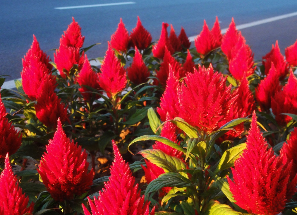 火炬花就像是一个火把一样燃烧的火把充满了希望很有意义的花