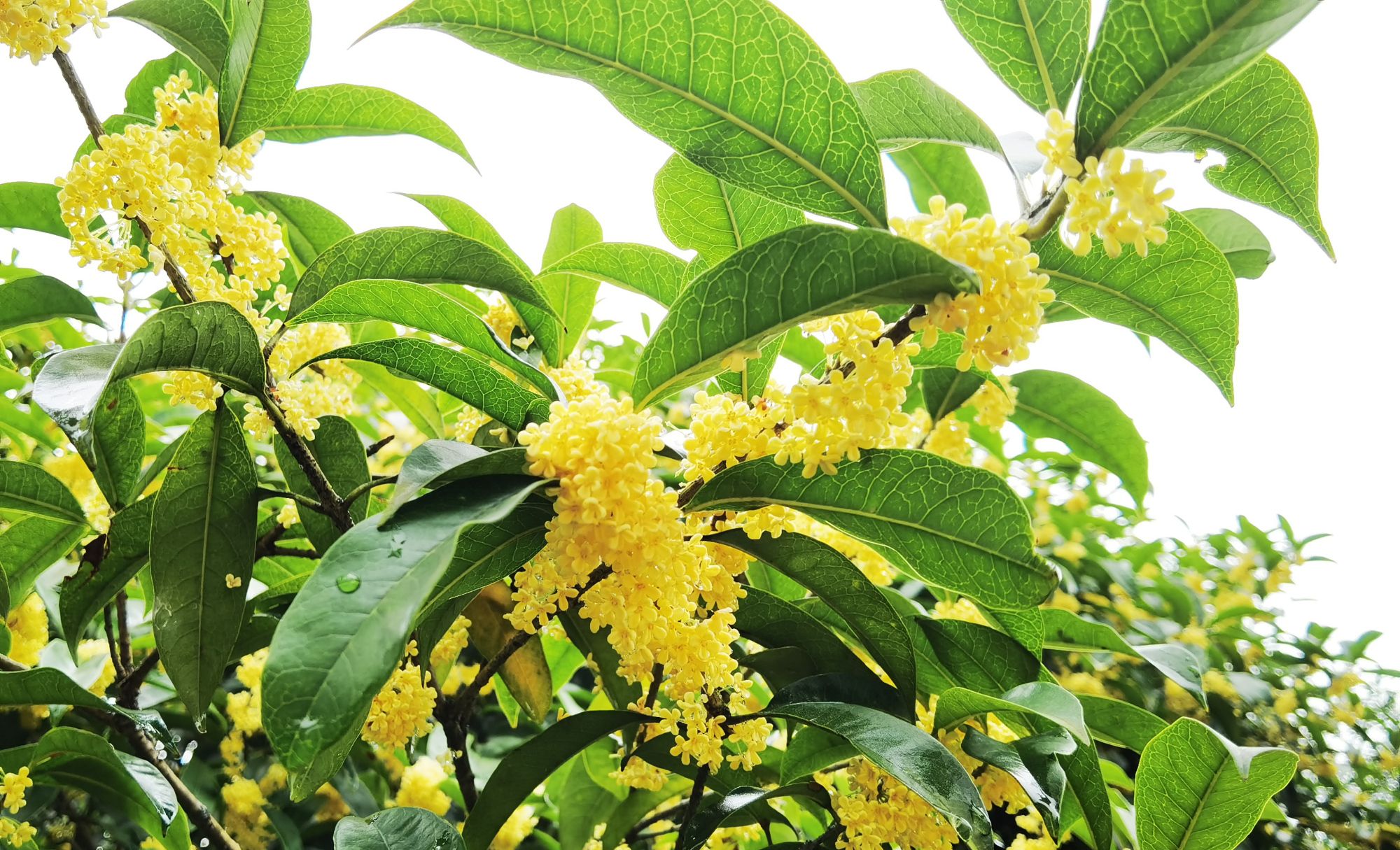 金秋桂花盛开了