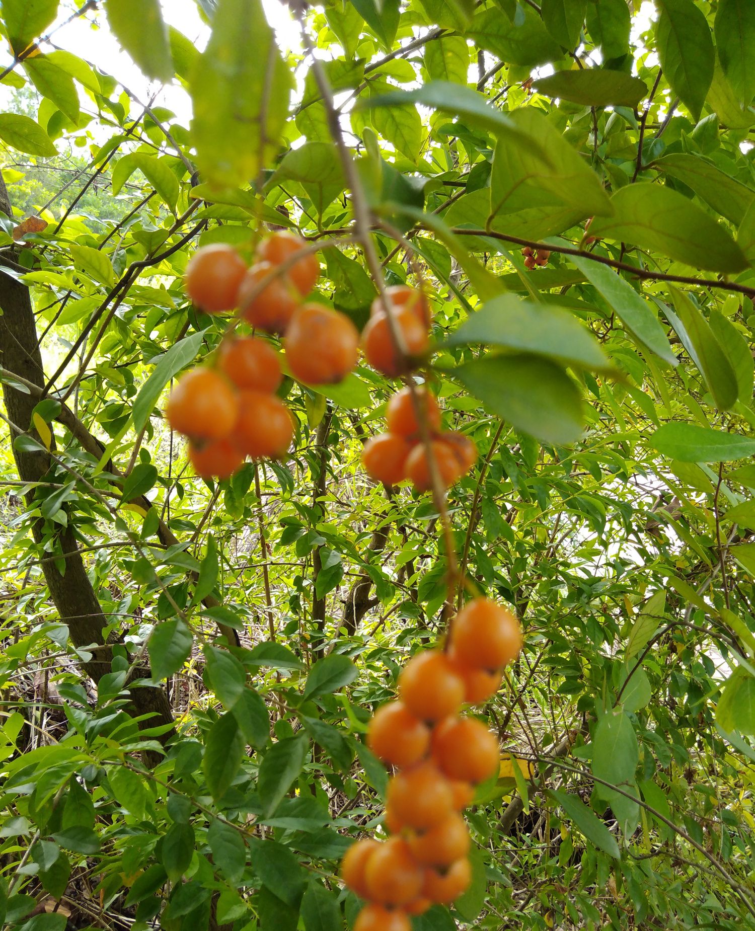 花靓果艳的假连翘,跟连翘没半毛钱关系