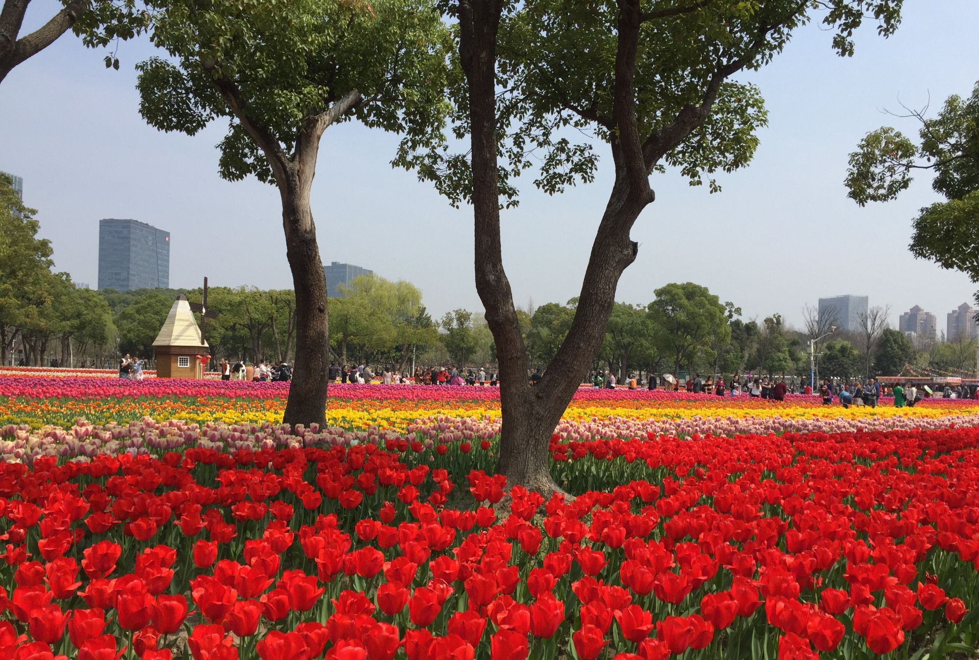 上海大宁郁金香公园随拍,美不胜收_高清图集_新浪网
